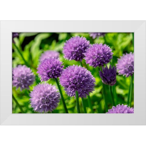 Chives White Modern Wood Framed Art Print by Engelbrecht, Lisa S.