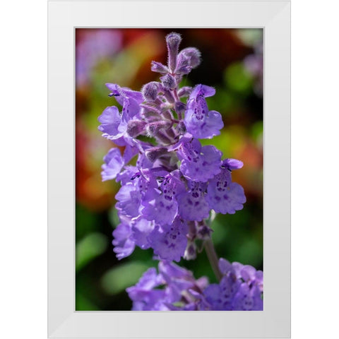 Catmint White Modern Wood Framed Art Print by Engelbrecht, Lisa S.