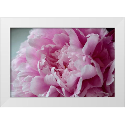 Pink Peony White Modern Wood Framed Art Print by Engelbrecht, Lisa S.