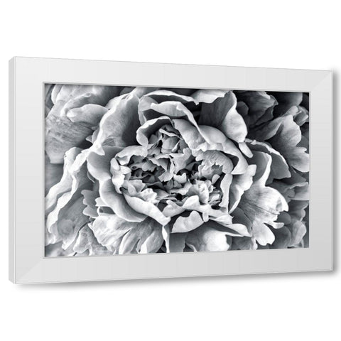 Black and White Peony White Modern Wood Framed Art Print by Engelbrecht, Lisa S.