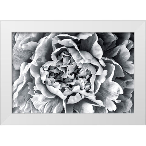 Black and White Peony White Modern Wood Framed Art Print by Engelbrecht, Lisa S.