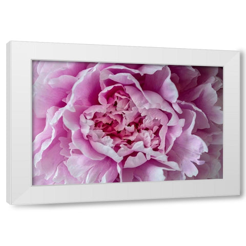 Pink Peony White Modern Wood Framed Art Print by Engelbrecht, Lisa S.