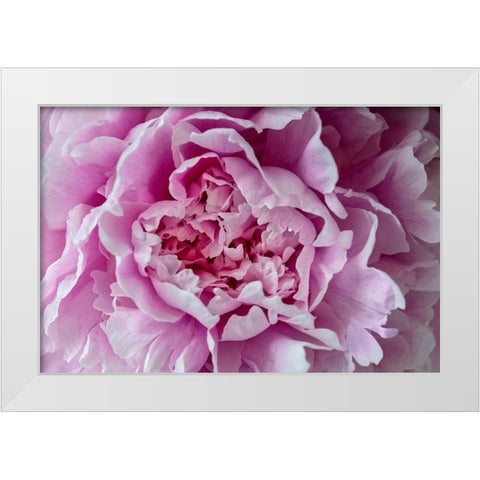 Pink Peony White Modern Wood Framed Art Print by Engelbrecht, Lisa S.
