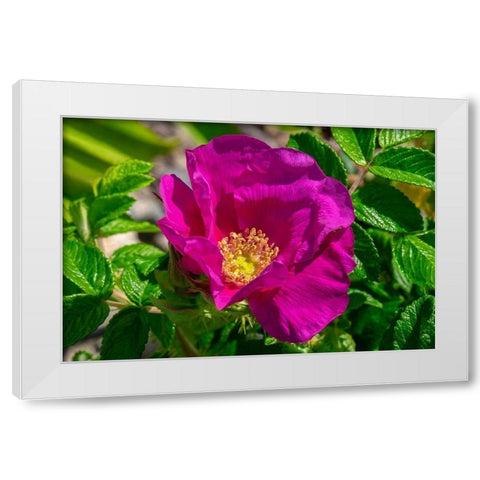 Beach rose White Modern Wood Framed Art Print by Engelbrecht, Lisa S.
