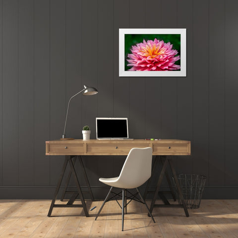 Pink and Yellow Dahlia White Modern Wood Framed Art Print by Engelbrecht, Lisa S.