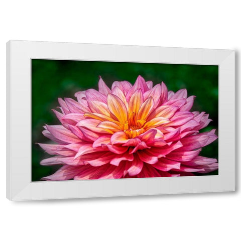 Pink and Yellow Dahlia White Modern Wood Framed Art Print by Engelbrecht, Lisa S.