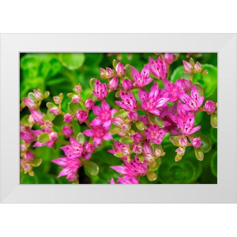 Pink Flowering Sedum White Modern Wood Framed Art Print by Engelbrecht, Lisa S.