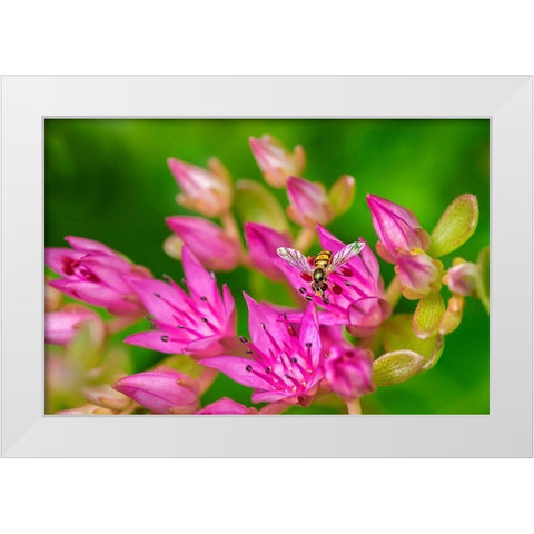 Hover Fly on Pink Flowering Sedum White Modern Wood Framed Art Print by Engelbrecht, Lisa S.