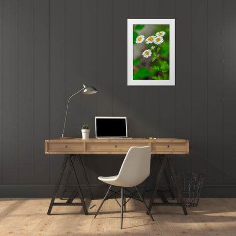 White Feverfew White Modern Wood Framed Art Print by Engelbrecht, Lisa S.