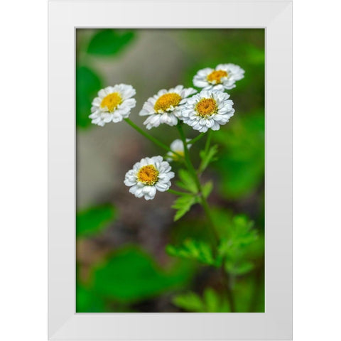 White Feverfew White Modern Wood Framed Art Print by Engelbrecht, Lisa S.
