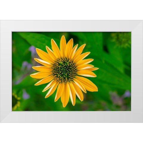 Yellow Coneflower White Modern Wood Framed Art Print by Engelbrecht, Lisa S.