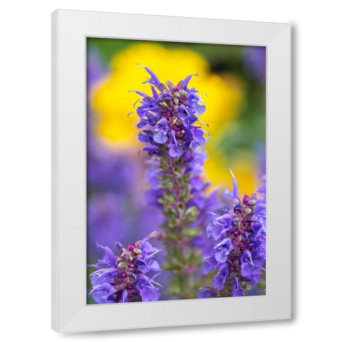 Purple Hyssop White Modern Wood Framed Art Print by Engelbrecht, Lisa S.