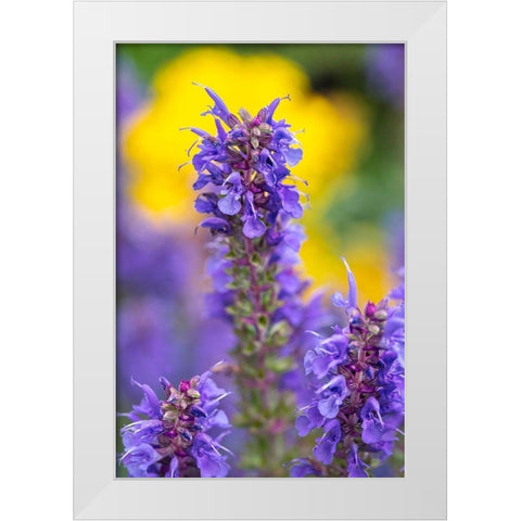 Purple Hyssop White Modern Wood Framed Art Print by Engelbrecht, Lisa S.