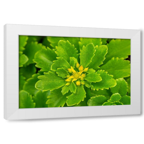 Flowering Stonecrop White Modern Wood Framed Art Print by Engelbrecht, Lisa S.