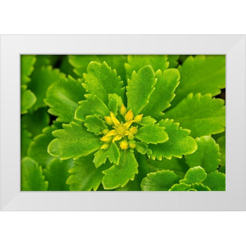 Flowering Stonecrop White Modern Wood Framed Art Print by Engelbrecht, Lisa S.