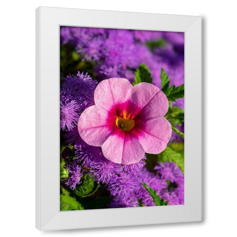 Pink Petunia and purple Bluemink White Modern Wood Framed Art Print by Engelbrecht, Lisa S.