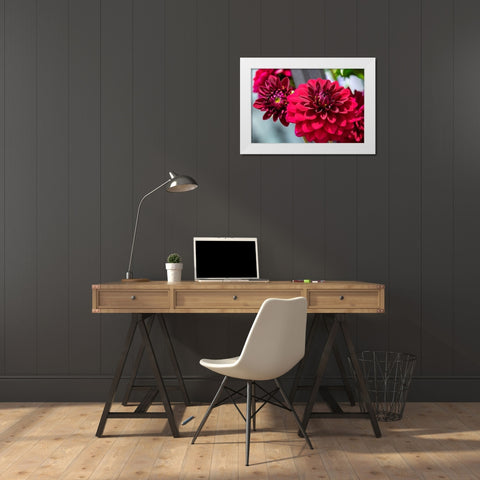 Red Dahlia White Modern Wood Framed Art Print by Engelbrecht, Lisa S.