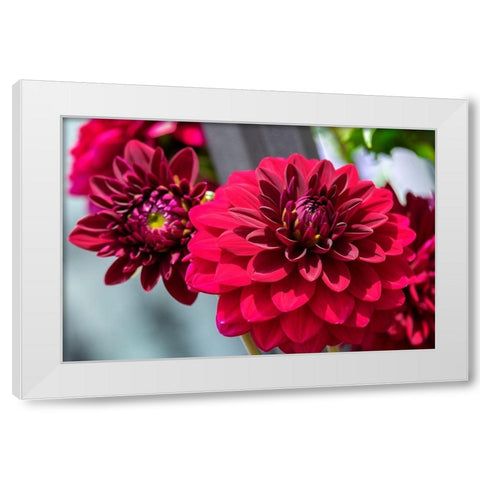 Red Dahlia White Modern Wood Framed Art Print by Engelbrecht, Lisa S.