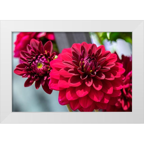 Red Dahlia White Modern Wood Framed Art Print by Engelbrecht, Lisa S.