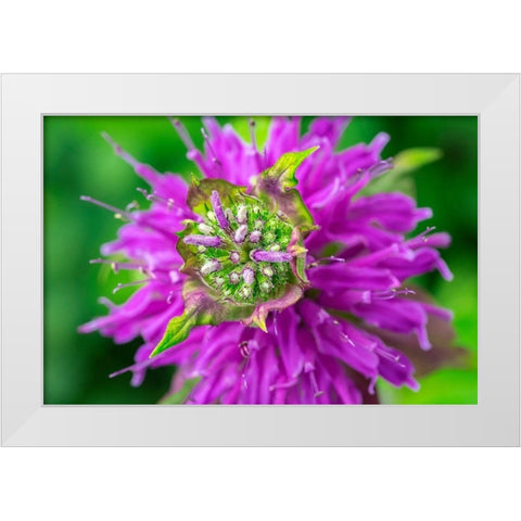 Beebalm White Modern Wood Framed Art Print by Engelbrecht, Lisa S.