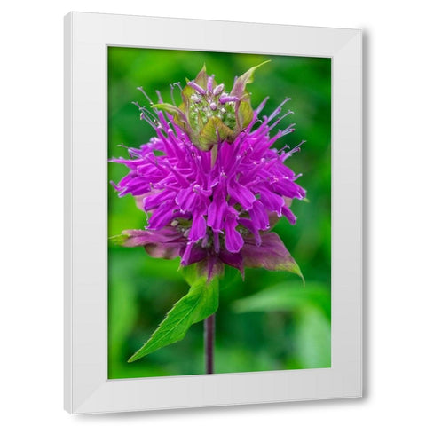 Beebalm White Modern Wood Framed Art Print by Engelbrecht, Lisa S.
