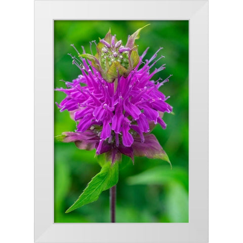 Beebalm White Modern Wood Framed Art Print by Engelbrecht, Lisa S.