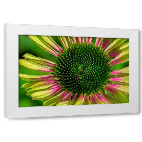 Coneflower White Modern Wood Framed Art Print by Engelbrecht, Lisa S.