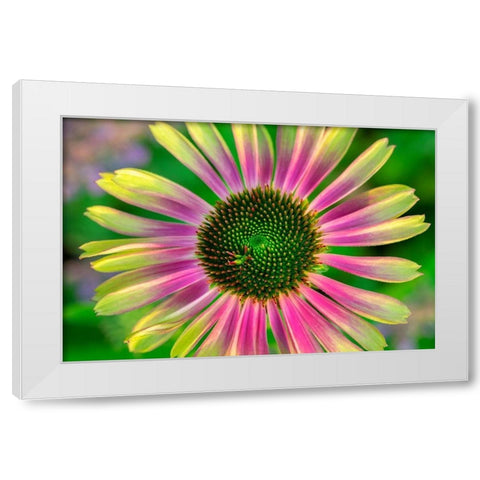 Coneflower White Modern Wood Framed Art Print by Engelbrecht, Lisa S.