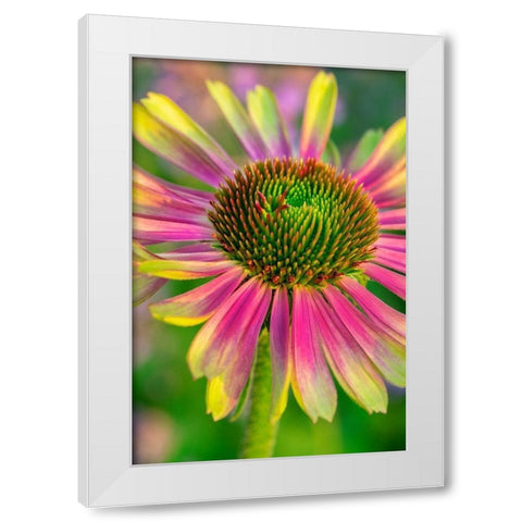 Coneflower White Modern Wood Framed Art Print by Engelbrecht, Lisa S.