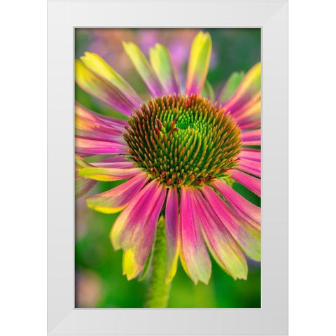 Coneflower White Modern Wood Framed Art Print by Engelbrecht, Lisa S.