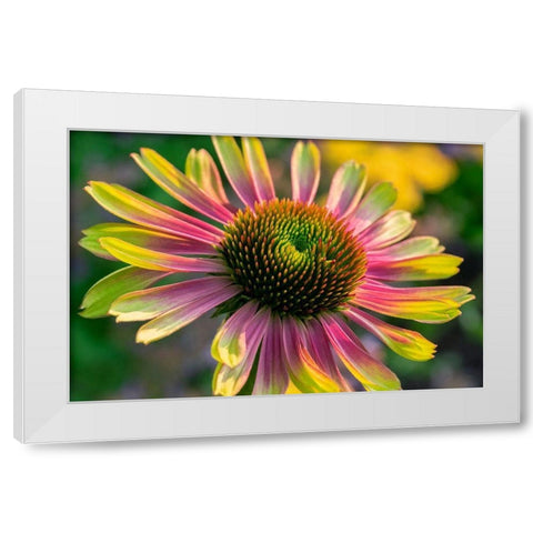 Coneflower White Modern Wood Framed Art Print by Engelbrecht, Lisa S.