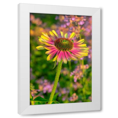 Coneflower White Modern Wood Framed Art Print by Engelbrecht, Lisa S.