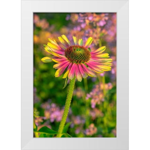 Coneflower White Modern Wood Framed Art Print by Engelbrecht, Lisa S.