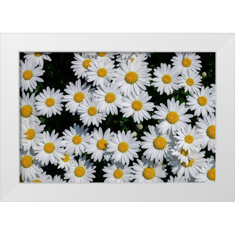 Oxeye Daisy White Modern Wood Framed Art Print by Engelbrecht, Lisa S.