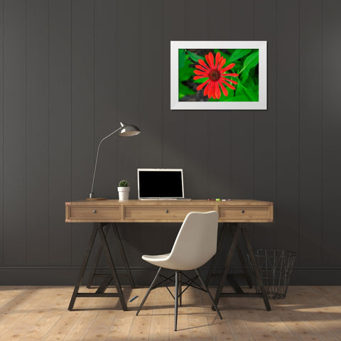 Coneflower White Modern Wood Framed Art Print by Engelbrecht, Lisa S.