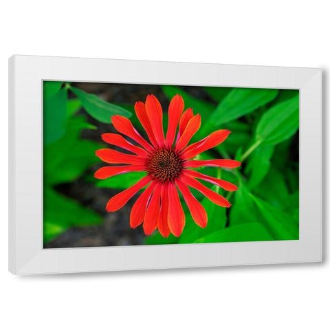 Coneflower White Modern Wood Framed Art Print by Engelbrecht, Lisa S.