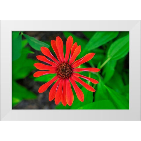 Coneflower White Modern Wood Framed Art Print by Engelbrecht, Lisa S.