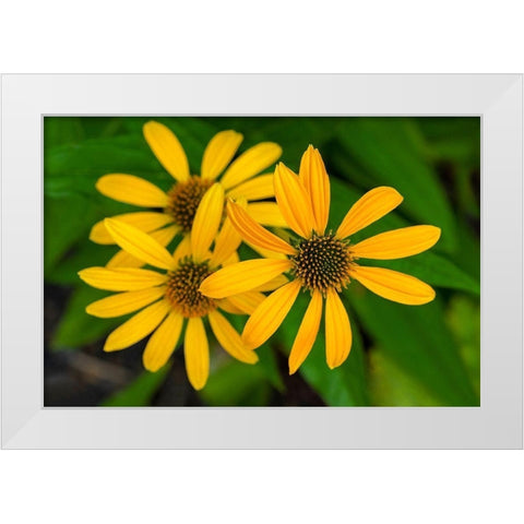 Coneflower White Modern Wood Framed Art Print by Engelbrecht, Lisa S.
