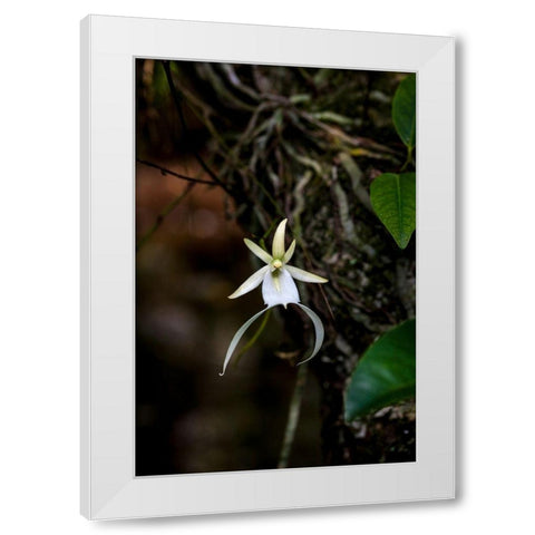 A rare Ghost orchid grows only in swamps in south Florida White Modern Wood Framed Art Print by Richardson, Larry