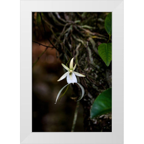 A rare Ghost orchid grows only in swamps in south Florida White Modern Wood Framed Art Print by Richardson, Larry