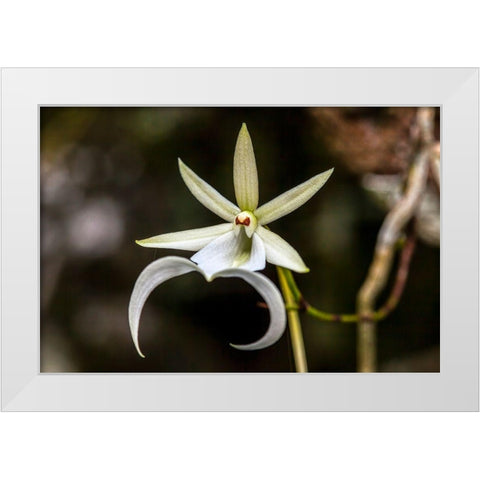 A rare Ghost orchid grows only in swamps in south Florida White Modern Wood Framed Art Print by Richardson, Larry