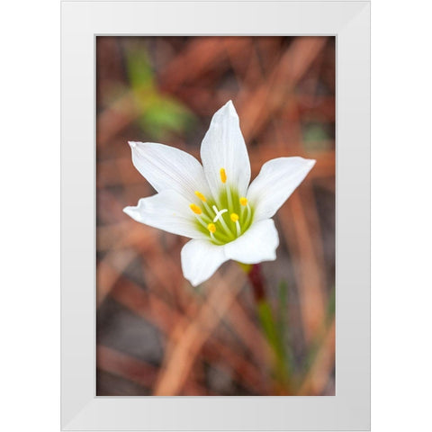 Rain lilies are one of the first flowers to emerge after a forest fire White Modern Wood Framed Art Print by Richardson, Larry