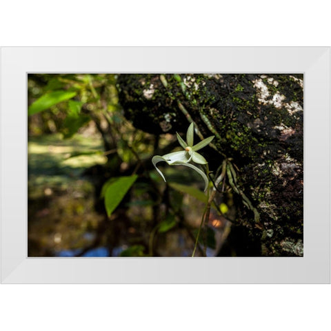 A rare Ghost orchid grows only in swamps in south Florida White Modern Wood Framed Art Print by Richardson, Larry