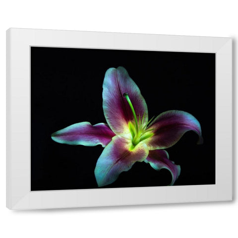 A Stargazer Lily against black background-light painted White Modern Wood Framed Art Print by Haddad, Sheila
