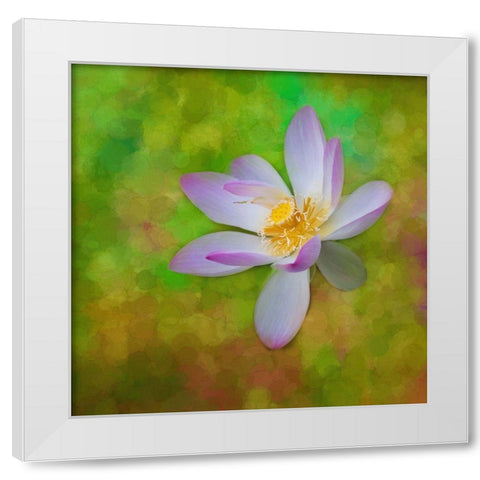 A photo painting of a waterlily White Modern Wood Framed Art Print by Haddad, Sheila