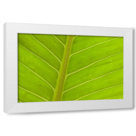Close-up of veins in a green leaf White Modern Wood Framed Art Print by Haseltine, Tom