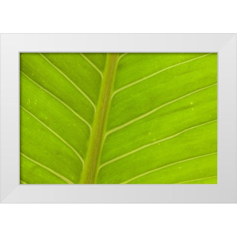 Close-up of veins in a green leaf White Modern Wood Framed Art Print by Haseltine, Tom