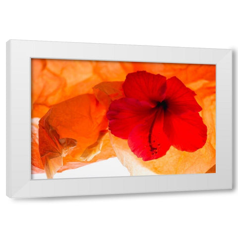 Hibiscus Flower and Tissue Paper with Light White Modern Wood Framed Art Print by Beraldo, Zandina Muench