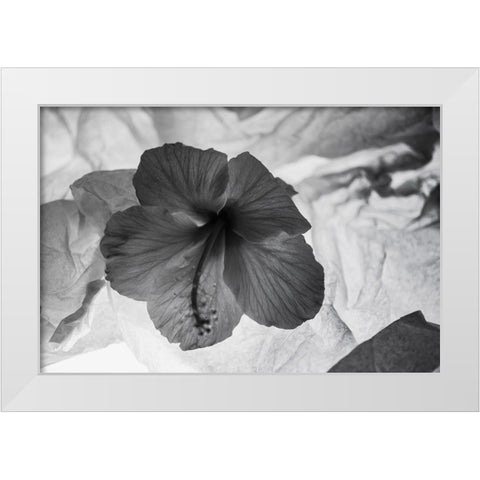 Hibiscus Flower and Tissue Paper with Light White Modern Wood Framed Art Print by Beraldo, Zandina Muench