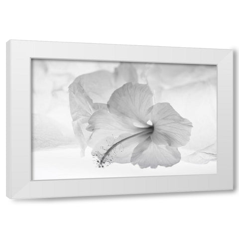 Hibiscus Flower and Tissue Paper with Light White Modern Wood Framed Art Print by Beraldo, Zandina Muench